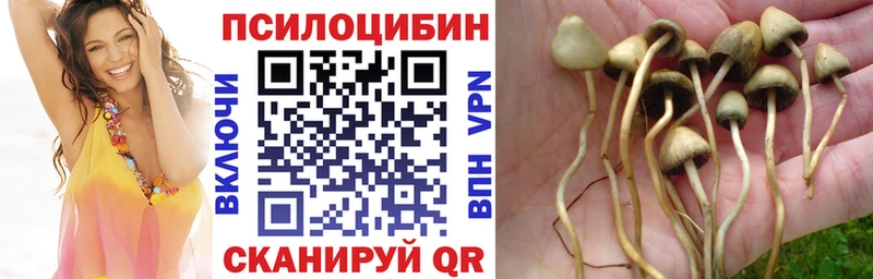 где можно купить наркотик  Куртамыш  Псилоцибиновые грибы прущие грибы 